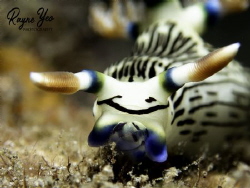 Smiley face nudibranch feeding! Shots taken in Dauin Phil... by Rayne Yeo 